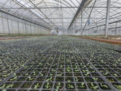 育苗辞别保守人工浇灌